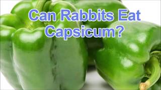 Can Rabbits Eat Capsicum [upl. by Modie]