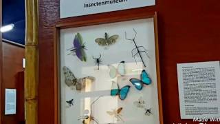 🕸🦀🐝🐜🕷Insects museumInsecten museum in Lelydorp Suriname🕸🦀🦂🕷🐜🐝 [upl. by Elleryt]