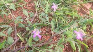 CAT SPIDER FLOWER  CLEOME FELINA खूबसूरत फूल का पौधे के फायदेप्रॉस्ट्रेट मलेरिया निमोनिया सर दर्द [upl. by Schroth]