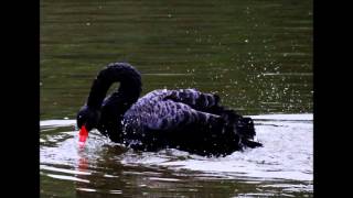 Lago dos Cisnes  A dança dos pequenos cisnes [upl. by Nuahsad]