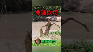 好不容易掙脫鱷魚🐊的小鹿，竟然忽然間又被⋯ animal 華哥説動物 wildanimals [upl. by Mozes63]