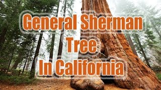 General sherman tree  general sherman in california  tree facts tree age tree trail [upl. by Ohce]