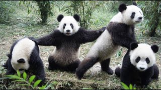 Panda Funny Moment Videos 🐼 Panda is like a Big meatball that keeps wrestling 🐼 Panda Video [upl. by Naig]