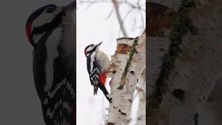 Buntspecht greatspottedwoodpecker bird specht woodpecker shortsfeed naturschutz nature [upl. by Lua]