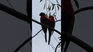 Australia Rainbow Lorikeets  Campbelltown [upl. by Arfihs677]