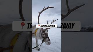 tromsø tromsoarcticraindeer raindeer travel delta fairytale viralvideo trending youtube [upl. by Uriel560]