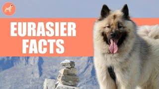 Eurasier Dog Breed 10 Amazing Facts You Must Know [upl. by Kcirdor972]