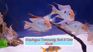 Geophagus  Care guide  Red Head Tapajos  Surinamensis  Geophagus Community Tank  Clown Loach [upl. by Sueaddaht]