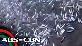 UKG Isda tumambad sa baybayin ng Zambo del Norte [upl. by Rubetta]