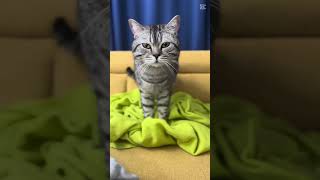 cat learns to do massage [upl. by Kistner]