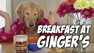 Breakfast at Gingers golden retriever dog eats with hands [upl. by Aierbma]