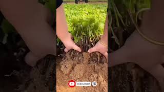 How to plant grapes from seeds farming agricultureshorts short grapes [upl. by Retnyw902]