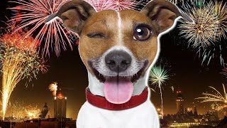 Sound Of Fireworks For Dogs [upl. by Dode]