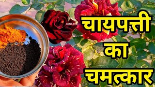 घर में बना यह खाद आपके गुलाब के पौधे को फूलों एवं कलियों से भर देगा  Rose Care Tips ♥️ Fertilizer [upl. by Selokcin753]