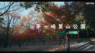 神奈川県立 茅ヶ崎里山公園 紅葉 [upl. by Buckels504]