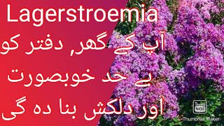 Lagerstroemia types amp varieties available in Pakistan  Care and protection of plants [upl. by Sanfo]