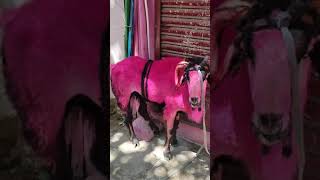 retteri Bakrid goat sale only 7500 rupees [upl. by Figge]