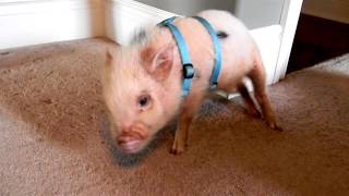 Un mini cochon qui aime «danser» [upl. by Ettenwahs]