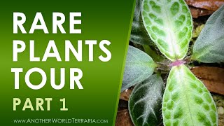 Rare Terrarium Plant Collection Tour  Part 1 [upl. by Trill]