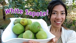 Eating Exotic White Sapote [upl. by Madea]