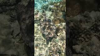 Sea Turtle from Maldives [upl. by Jet]