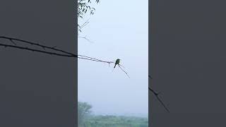 Green bee eater birdsphotography reelkarofeelkaro [upl. by Enialedam545]