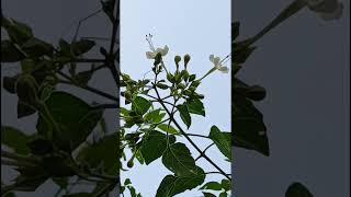 Clerodendrum phlomidis Lamiaceae family trending nature forest flower gardening garden [upl. by Skelly]