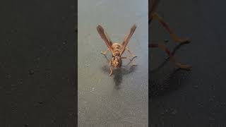 Wow Its not a waspand not a Praying Mantis like I thought Wasp mantidfly Hit the Like on this [upl. by Porush]