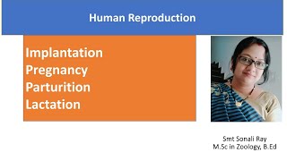 Implantation  Pregnancy  Parturition  Lactation  Human Reproduction  Class 12 Biology [upl. by Justis]