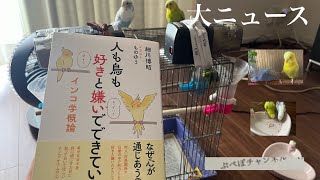 【ビックニュース❣️】セキセイインコ一家 vlog セキセイインコ [upl. by Ailahs]