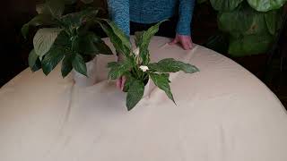 Domino Variegated Peace Lily  Plant Spotlight [upl. by Dina]