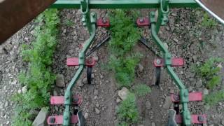 Planet Jr Bp1 walk behind tractor with single row cultivator in carrots [upl. by Nnylrahc]