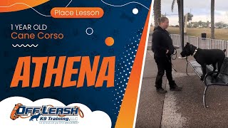 1 yo Cane Corso Athena Best Cane Corso Trainers  Off Leash K9 Training Phoenix [upl. by Pedro]