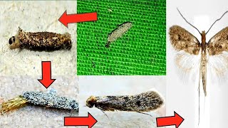 A strange insect is the plaster bagworm and its life cycle is surprising [upl. by Gilboa]