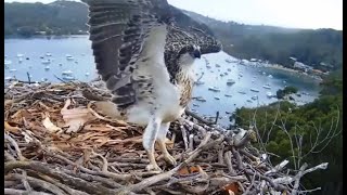 111124  Growing Home Ospreys Preparing to Fledge Dont Stop Believing [upl. by Lemay]