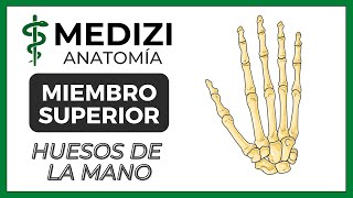 Anatomía de Miembro Superior MMSS  Huesos de la mano [upl. by Bethanne]