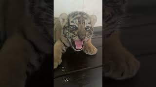 🐯 This Baby Tiger is Too Cute to Handle 🐯 tigercub tiger cuteanimal [upl. by Eiramoj344]