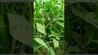 Namdhari seeds Good News Green chilies ki kheti kase krereels shorts youtubeshorts love [upl. by Leunad]