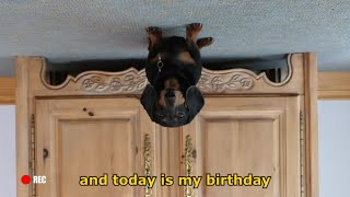 Ep 2 Oakley the Dachshunds BIRTHDAY VLOG  Funny Dog Video [upl. by Etakyram632]