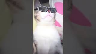 AAAA viralshort cat catlover catvideos catshorts viralvideo [upl. by Leduar309]