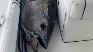 88 Inch Bluefin Tuna Fight Gloucester [upl. by Hose]