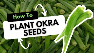 How to Plant Okra Seeds [upl. by Akihsar]