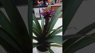 bromeliad houseplant care tutorial plants gardening garden plant flower flowers planting [upl. by Aivle387]