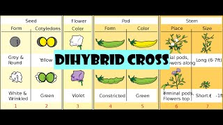 Dihybrid cross [upl. by Horn250]