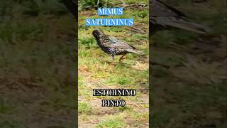 Estornino comuna14 bird sturnusvulgaris shortsvideo estorninopinto parquelasheras shorts [upl. by Iveksarap]