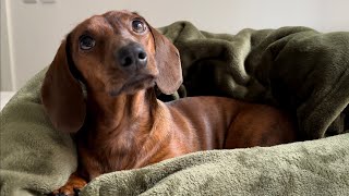 Mini dachshunds cozy rainy day nests [upl. by Cloris]