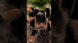 The Brachypelma hamorii tarantula mini documentary [upl. by Arretal854]