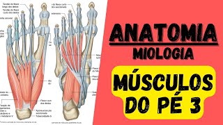 🔴👉 Mús do PÉ 3  Miologia 40 do membro inferior  Anatomia [upl. by Yrbua]