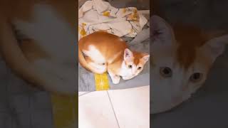 How can you ignore his cuteness 🥰 cat catbehavior catlover vairalshort viralvideo fyp animals [upl. by Tera]