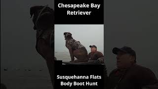 Canvasback Retrieve  Chesapeake Bay Retriever [upl. by Graniela258]